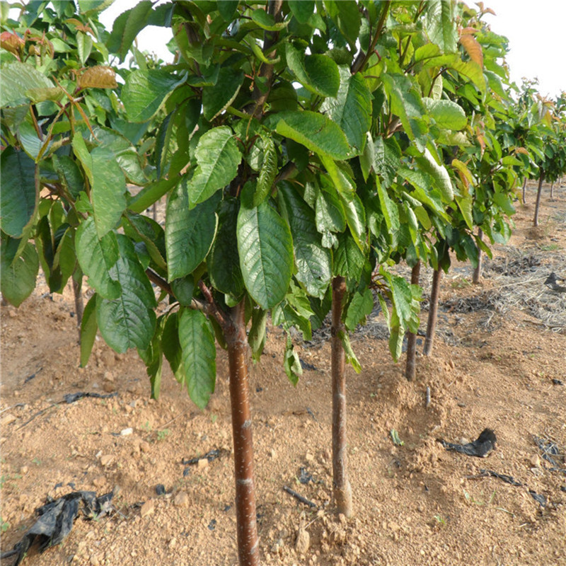 2345_image_file_copy_25_副本