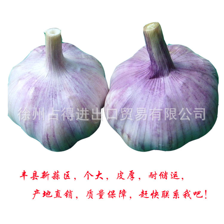大蒜洋葱普白纯白蒜红蒜白蒜紫蒜丰县大蒜新基地价格低质量高|ru