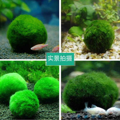 Green algae balls wholesale 3-4cm ornamental real aquatic plants live fish tank aquarium landscaping decoration small seaweed balls