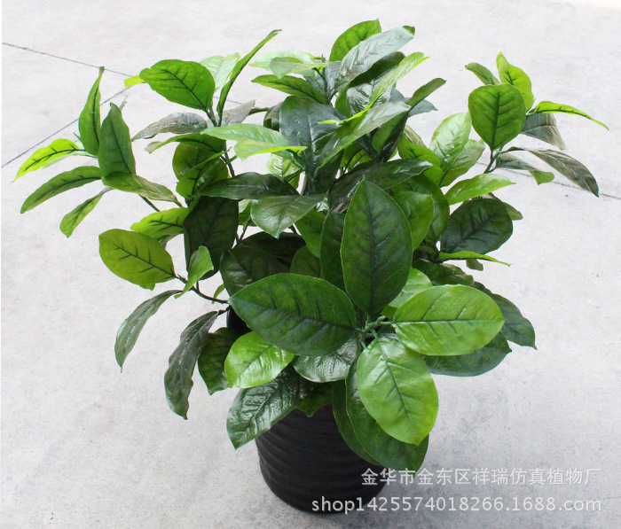 XRB-009高山榕五叉枝