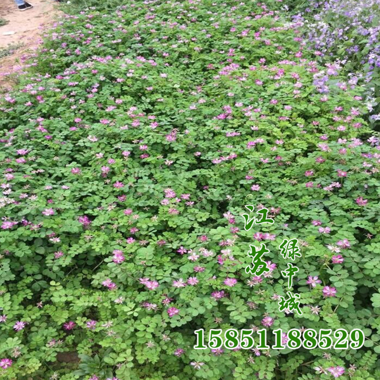 未命名_副本3_副本