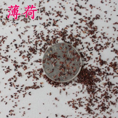 sale Various seed Mint perfume United States Mint Mint seedlings Edible mint Garden Nursery