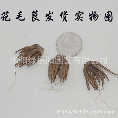 盆栽種球花卉 花毛莨種球 種根 波斯毛跟植物 當年開花