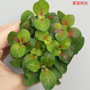 [Direct Supply from the Base] Wholesale Small Potted Plants Suitable for Small Foliage Plants and Micro-Landscape (80 # ) Xia Lian Reticulated Grass