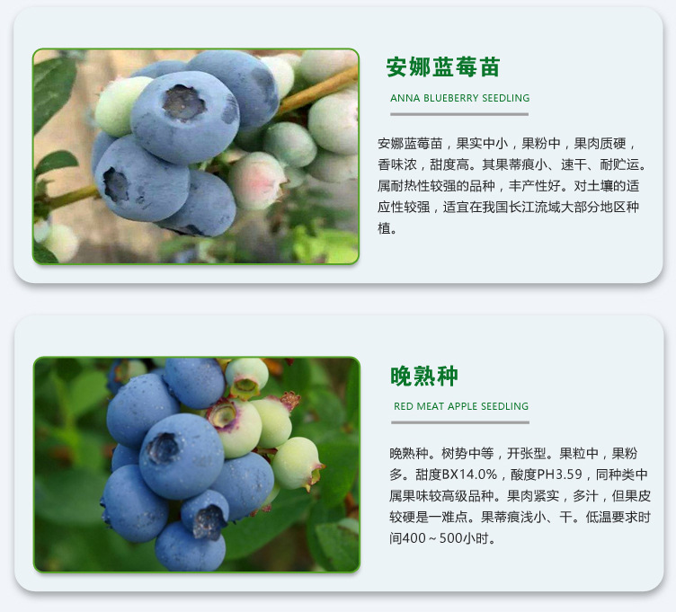 14--蓝莓苗_12
