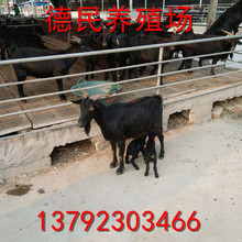 黑山羊種羊 廣東黑山羊養殖場肉羊羔 福建屠宰活羊多少錢一斤