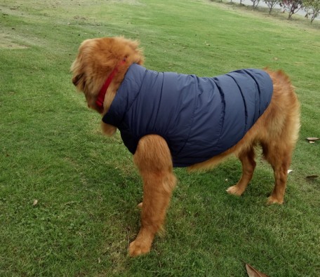 Dog Vest