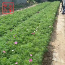 山东青州花卉_山东青州花卉交易市场批发瓜叶