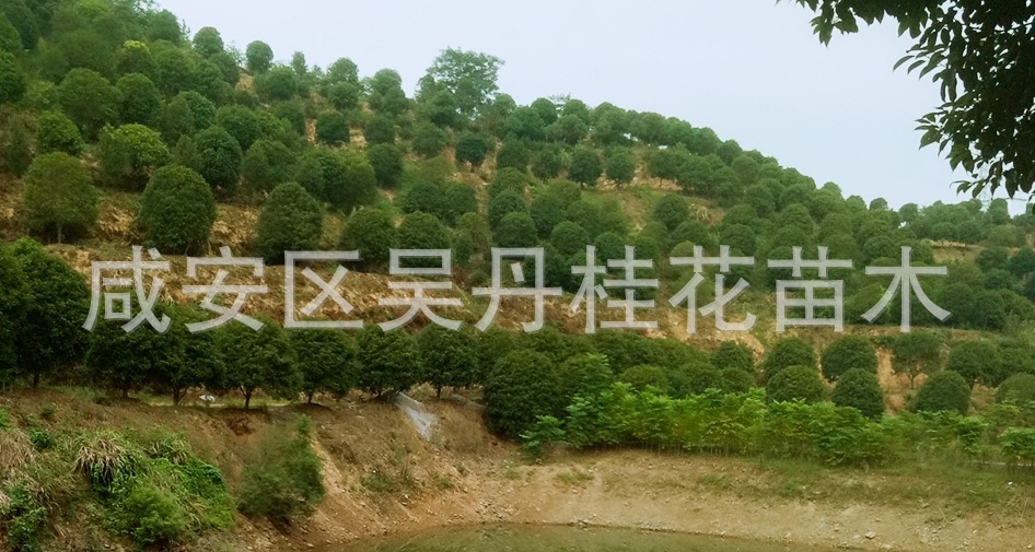 IMG20170902164520_mh1504574411