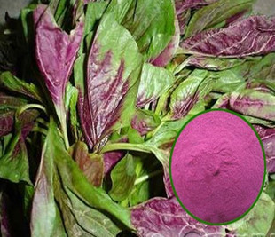 ����ʳƷ���{�˼t�Xɫ����ʳ����ɫ��1ǧ��С��