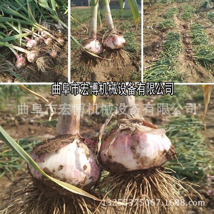 大蒜播种机 德国大蒜多功能种植机 多功能大蒜播种机