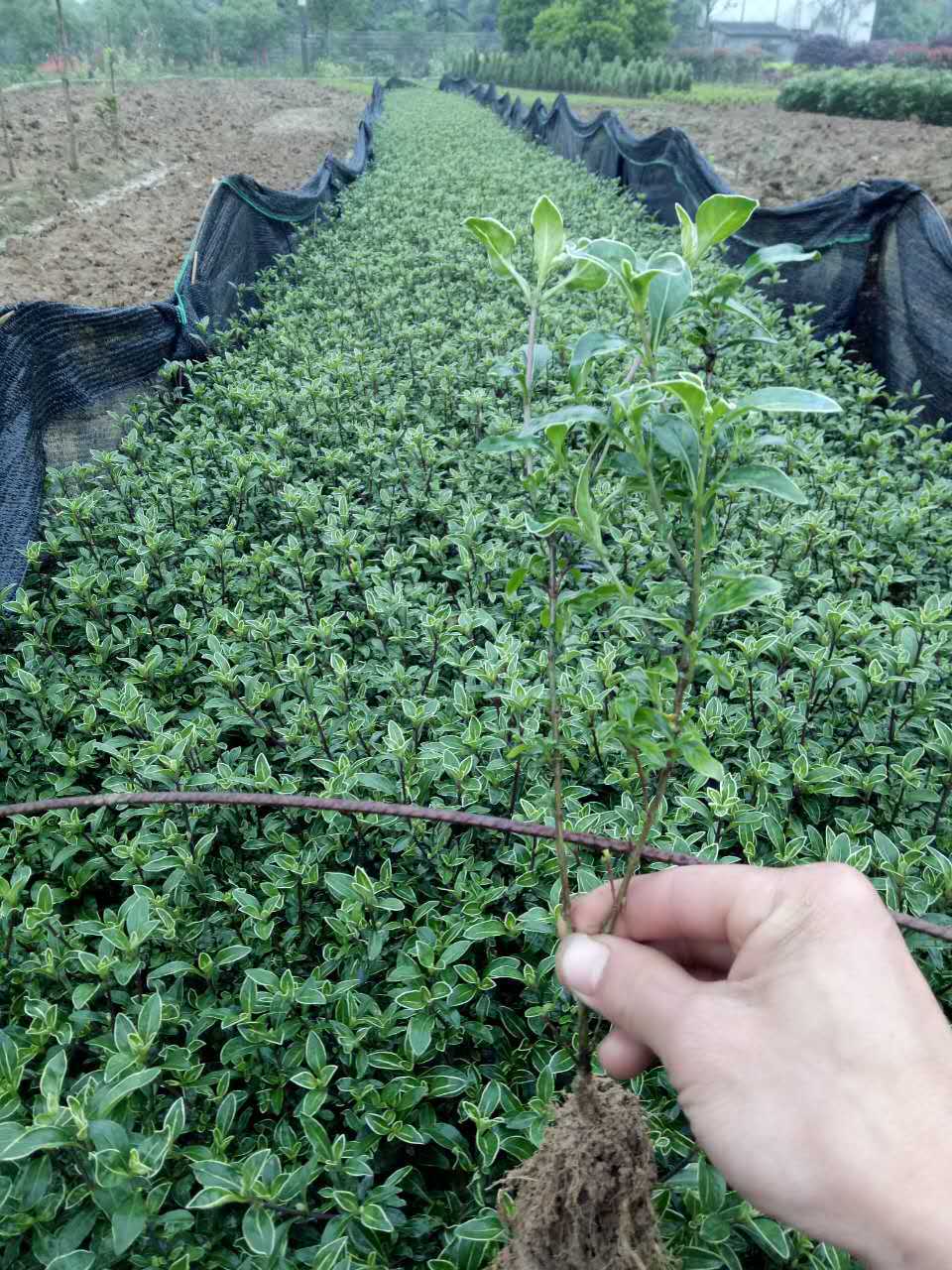 微信图片_20170427094428