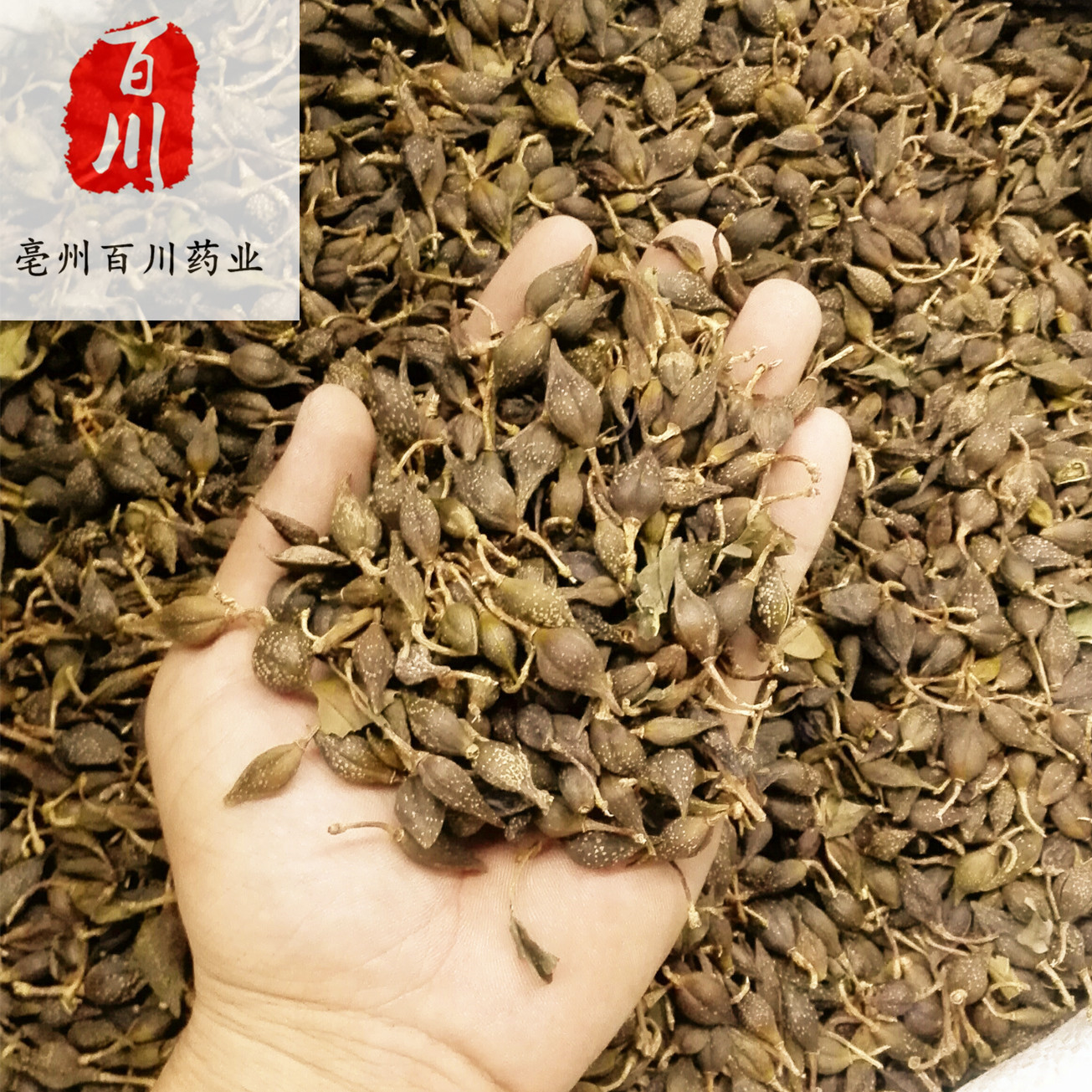 连翘中药材批发连翘青翘一斤500g 实物拍照 15天无条件退-阿里巴巴