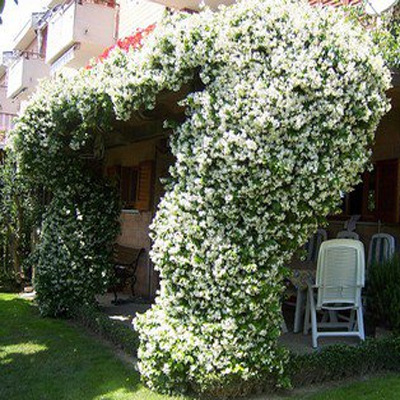 批发金丝茉莉 银丝茉莉花盆栽 双瓣重瓣茉莉花苗 净化空气 基地|ms