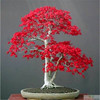 American Red Maple Seeds Four Seasons Red Leaf Maple Seeds Autumn Flame Courtyard Home Watching Panjing Tree Seed