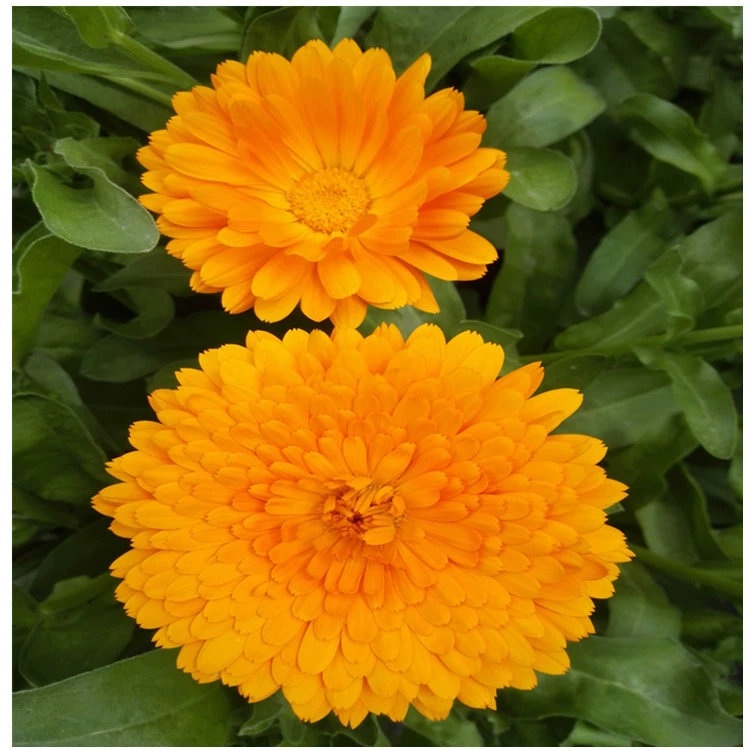 Прямые продажи цветов календулы декоративные растения Садоводство цветы сорта большое количество скидка Добро пожаловать на заказ