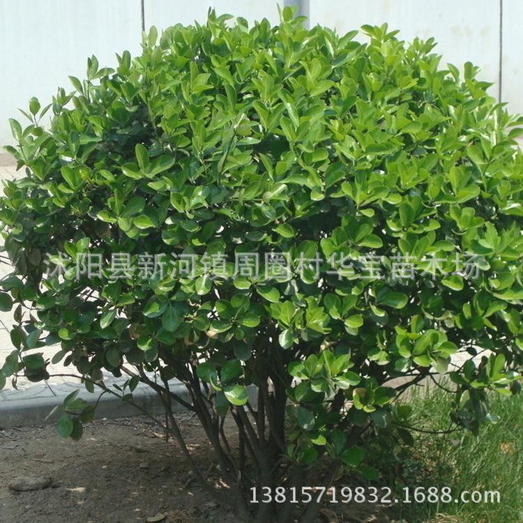 Direct base Trees Euonymus ball Varieties Cold resistant hedge Large favorably