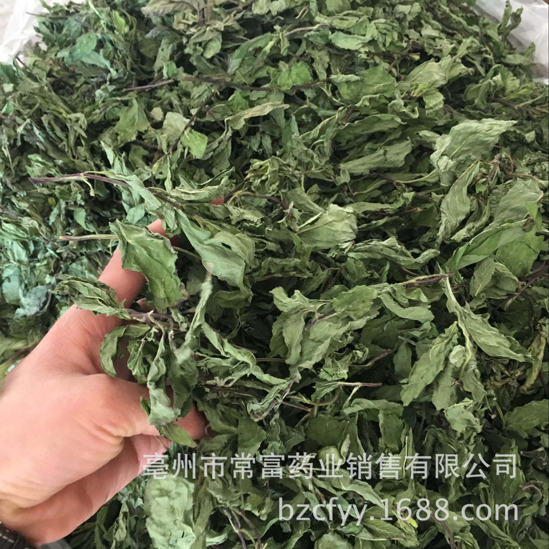 常富中药材_常富中药材 薄荷叶 薄荷茶 色青烘干 箱装无碎片 2017新货上市 - 阿里巴巴