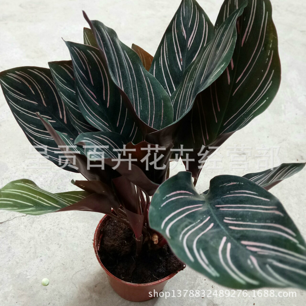 昆明盆栽花卉批发盆栽供应种类多云南盆栽花卉批 阿里巴巴