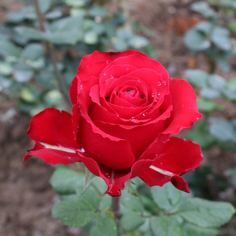 批发各种玫瑰花苗 卡罗拉  九零  法兰西  等红色品种|ms