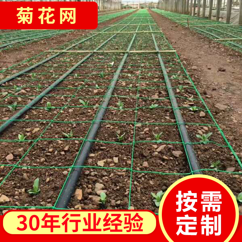 厂家供应聚乙烯菊花网 瓜果牵牛花藤蔓爬藤网 园艺植物种植网