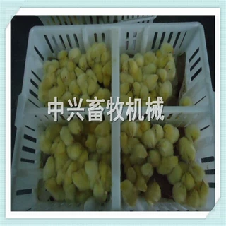 供应雏鸡周转箱 小鸡筐