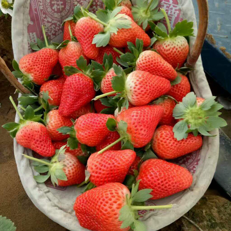基地大量种植四季草莓苗  红颜草莓苗 章姬草莓苗 品种全草莓苗