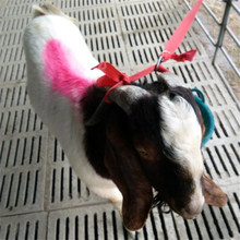 全国活羊价格_今日最新全国活羊价格行情走势