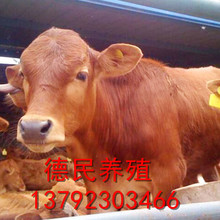 鲁西黄牛活体 出售小牛犊 活牛活体大牛 鲁西黄牛西门塔尔牛