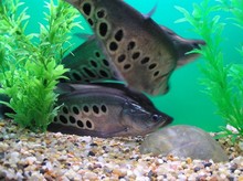 ���ǵ��~ �����~ �����~ ���ǵ� �Ꭷ�~ �^�p�~ ���w �O��ֱ�N