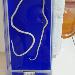 �����x���w�˱� ���x���Ƙ˱� �h�x ���x Ѫ���x �����x�˱�