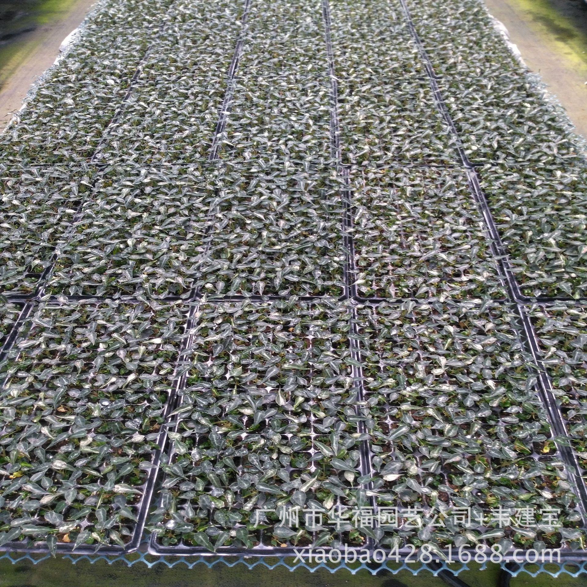 Маленькая фея IMG_