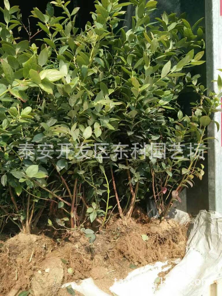 盆栽蓝莓苗_蓝莓苗 营养土盆栽蓝莓苗 坐果 露