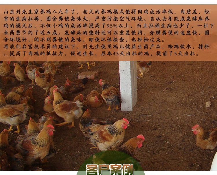 发酵床养鸡客户案例