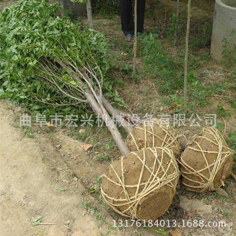 生产直销耐用多功能挖树机 汽油手提式二冲程园林绿化电锯挖树机