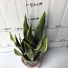 ֱ#210 ϸƤm ̨Nֲ[ СԻl