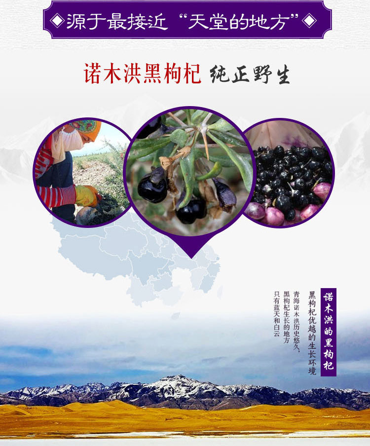 黑枸杞详情_04