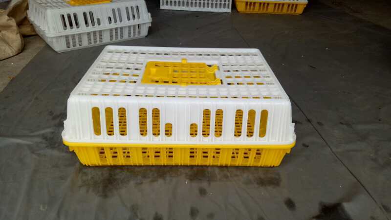 供应成鸡周转箱 成鸡运输箱 大鸡运输笼 雏鸡周转箱 成鸡运输笼