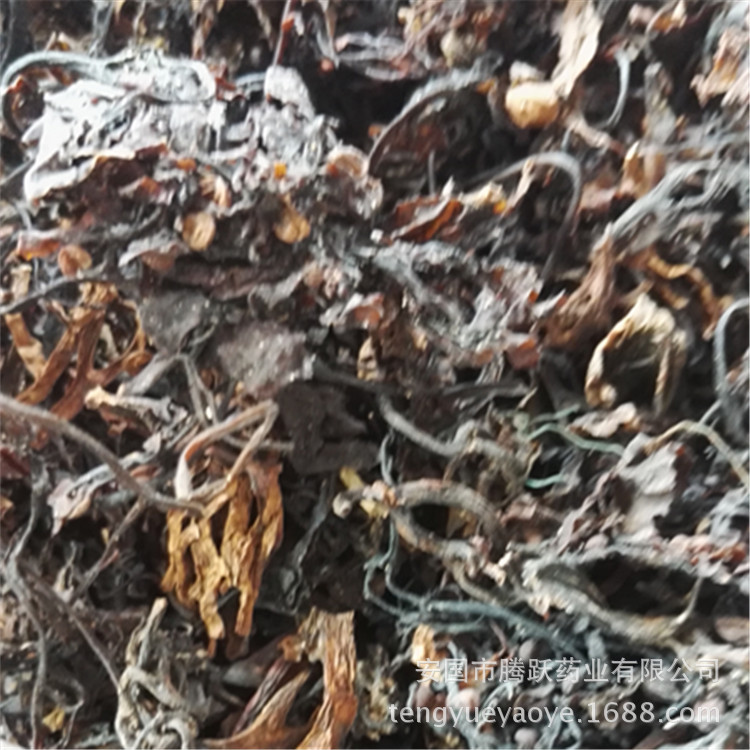 Dried Seaweed Hai Zao Whole Herb Bulk Chinese Medicinal Sea Vegetable for Decoction and Culinary Use key features