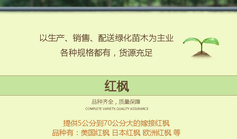 红枫_02