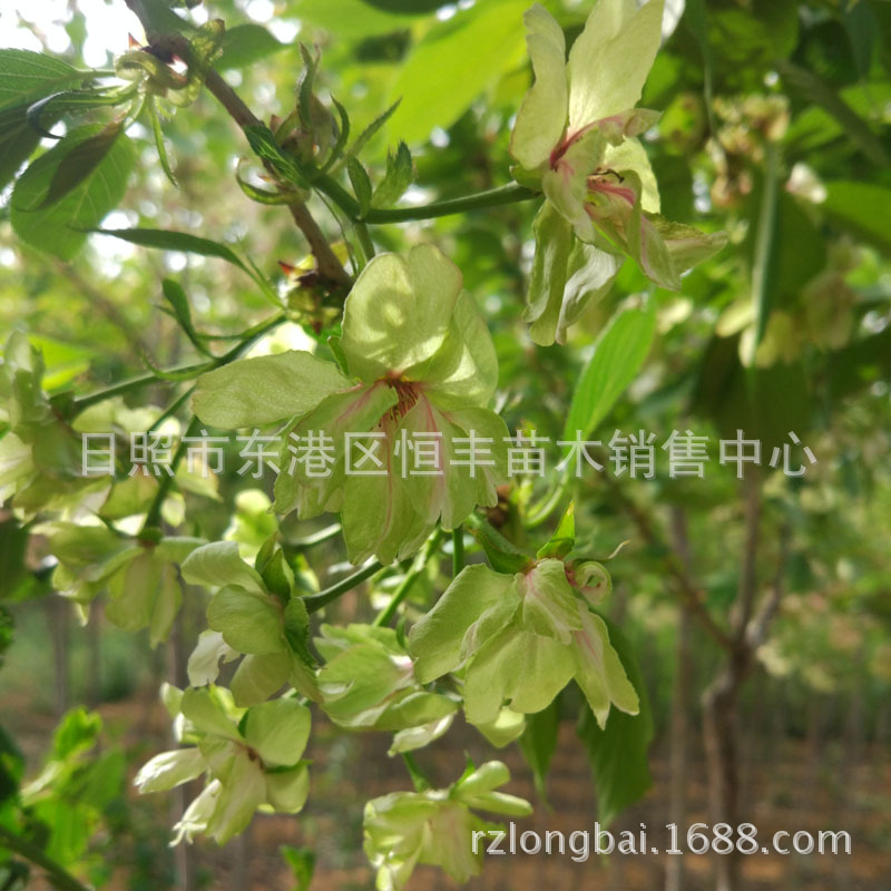 绿樱最新价格 供应郁金绿樱花 绿樱花 郁金樱花 绿樱-阿里巴巴
