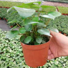 ������ֱ�����G����Ƥ����С���� �҃��^�~ֲ�110�����~����