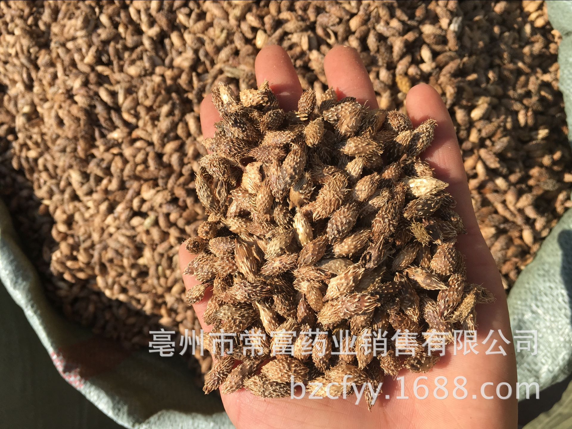 Cang Er Zi Dried Xanthium Fruit 500g Thornless Whole Herb for Decoction and Culinary Use specifications