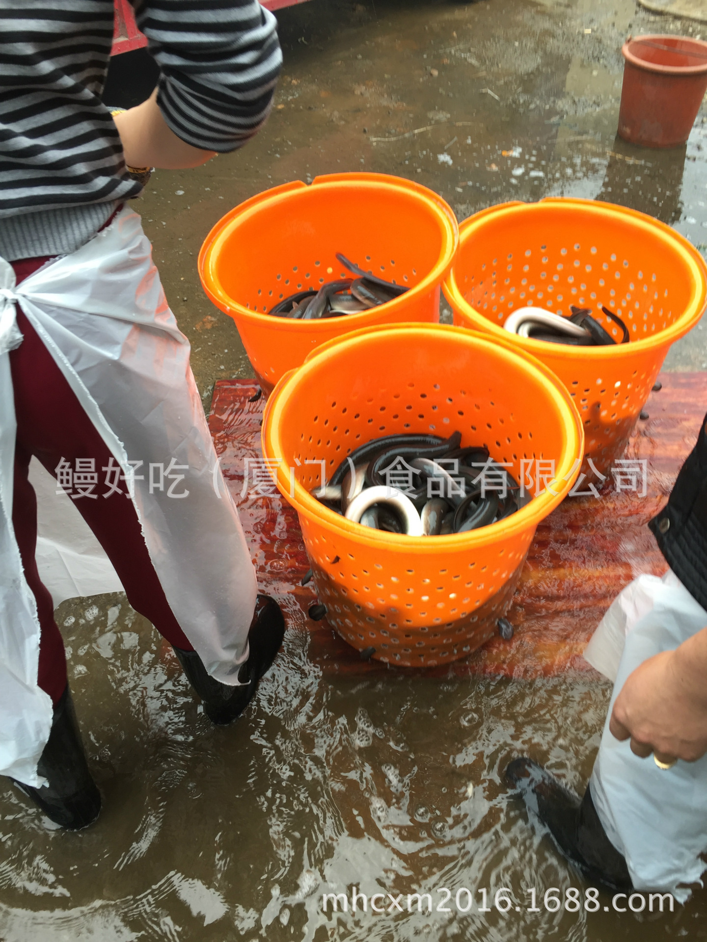 日本料理活鳗鱼  日本鳗鱼 淡水活河鳗直供欢迎来电