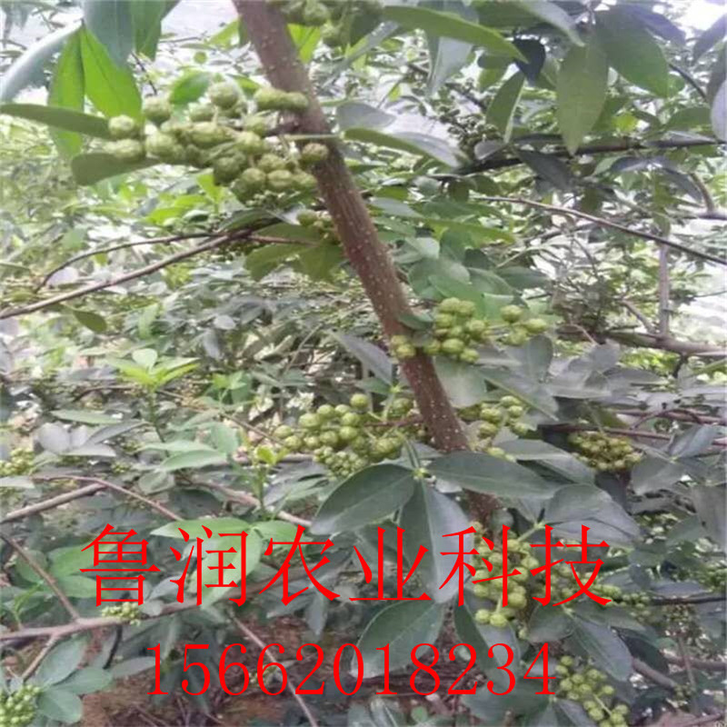 [微信图片_20170902194718]