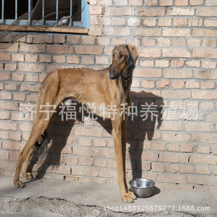 山东细犬图片_山东细犬图片大全 - 阿里巴巴海