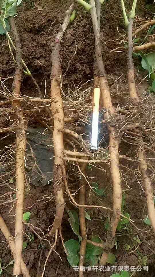 微信图片_2017090512254821