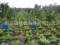 “瑞進特科技”降解誘蟲藍板（25*20cm）適用于菜園茶園果樹類等