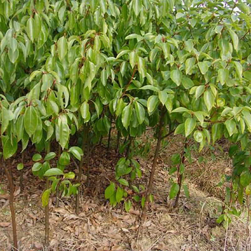 基地直销 香樟苗 大叶香樟小叶香樟苗批发 新品种南方种植绿化苗-阿里巴巴