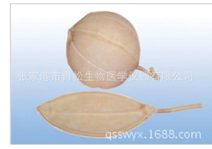 Луковичные